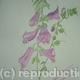 Wild Foxglove