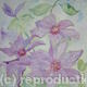 Clematis by kind permission…