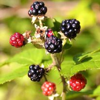 Summer Berries 
