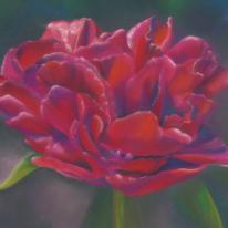 Red Paeony
