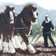 leading the horse | (sold) | | leading the horse