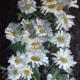 wild daisies 3