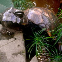 Giant Sea Turtle
