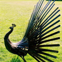 Peacock