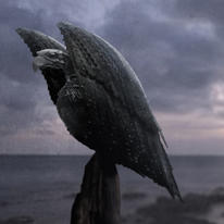 Vulture