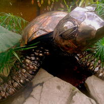 Giant Sea Turtle