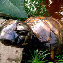 Giant Sea Turtle
