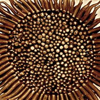 Sunflower Bowl