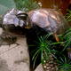 Giant Sea Turtle