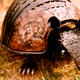 Armadillo