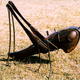 Grasshopper
