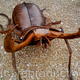 Stag Beetle