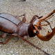 Stagbeetle
