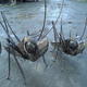 Grasshoppers