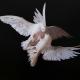 Doves