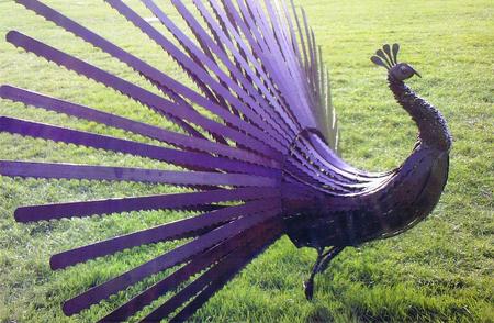 saw blade peacock