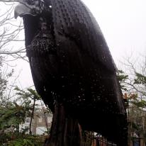 Bird Of Prey