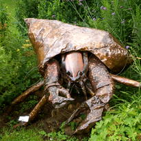 Hermit Crab