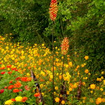 Red Hot Pokers