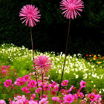 Pink Blossom