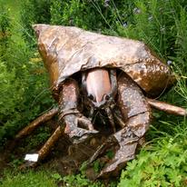 Hermit Crab