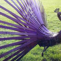 saw blade peacock