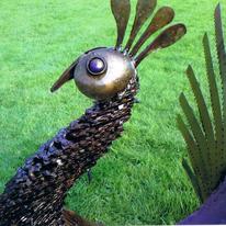 Sawblade Peacock