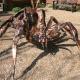Wolf Spider
