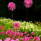 Pink Blossom