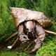 Hermit Crab