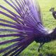 saw blade peacock