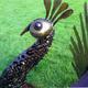 Sawblade Peacock
