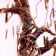 copper tree