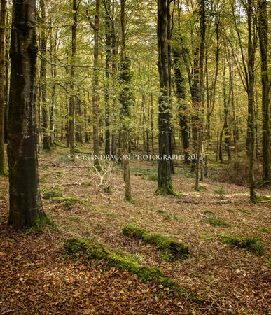 Autumn Wood