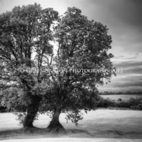 Navan Trees