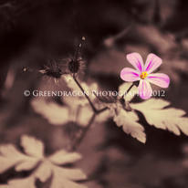Herb Robert