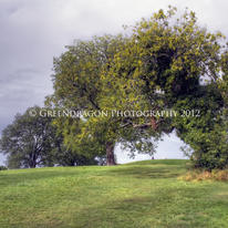 Navan Prayer Tree