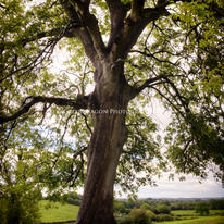 Navan Tree