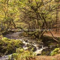 Autumn Turning