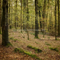 Autumn Wood