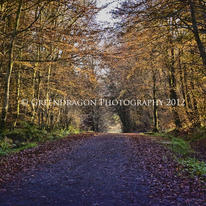 Autumn Avenue