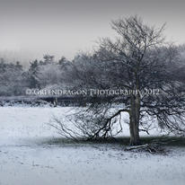 Winter Loneliness