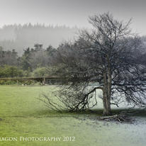 Season Tree: Part 1