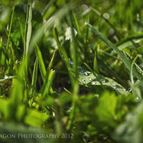 Morning Dew
