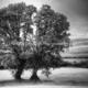 Navan Trees | £45 | 40 x 30cm | Canvas Navan Trees