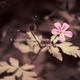 Herb Robert | £45 | 40 x 30cm | Canvas Herb Robert