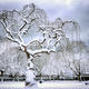Shaftesbury Park Winter | | | Shaftesbury Park Winter