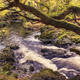 Autumnal Flow | £105 | 80 x 60cm | Canvas Autumnal Flow