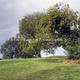 Navan Prayer Tree | | | Navan Prayer Tree