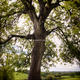 Navan Tree